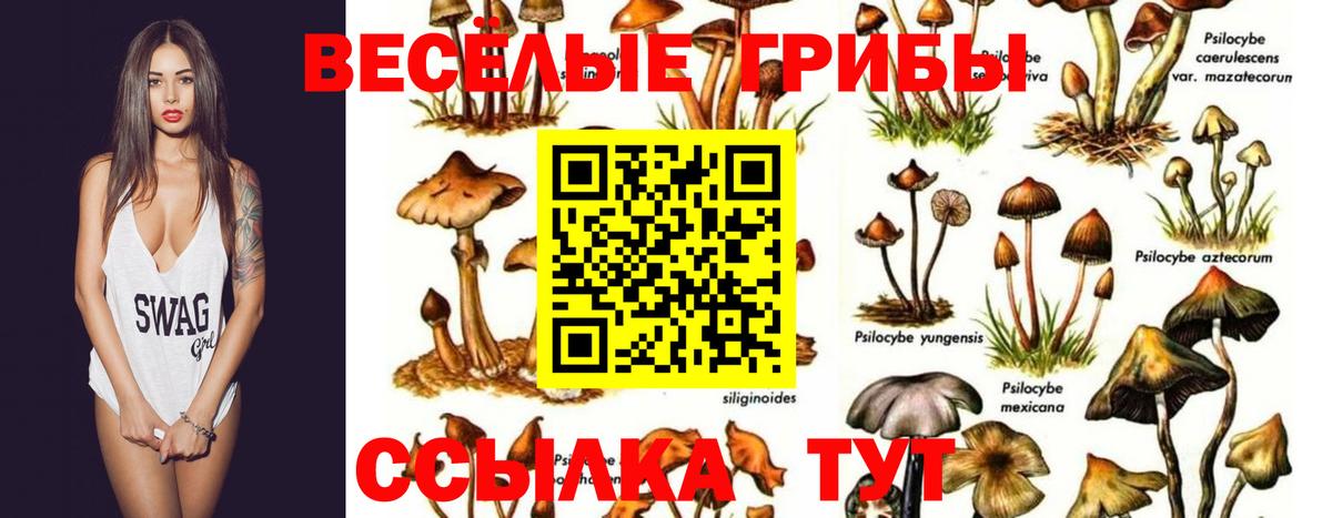 сколько стоит  Вход с VPN  Смоленск  Псилоцибиновые грибы Cubensis 